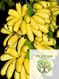 cây chuối ngự vàng - Image 2