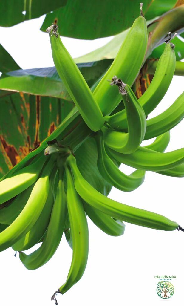 cây chuối táo quạ