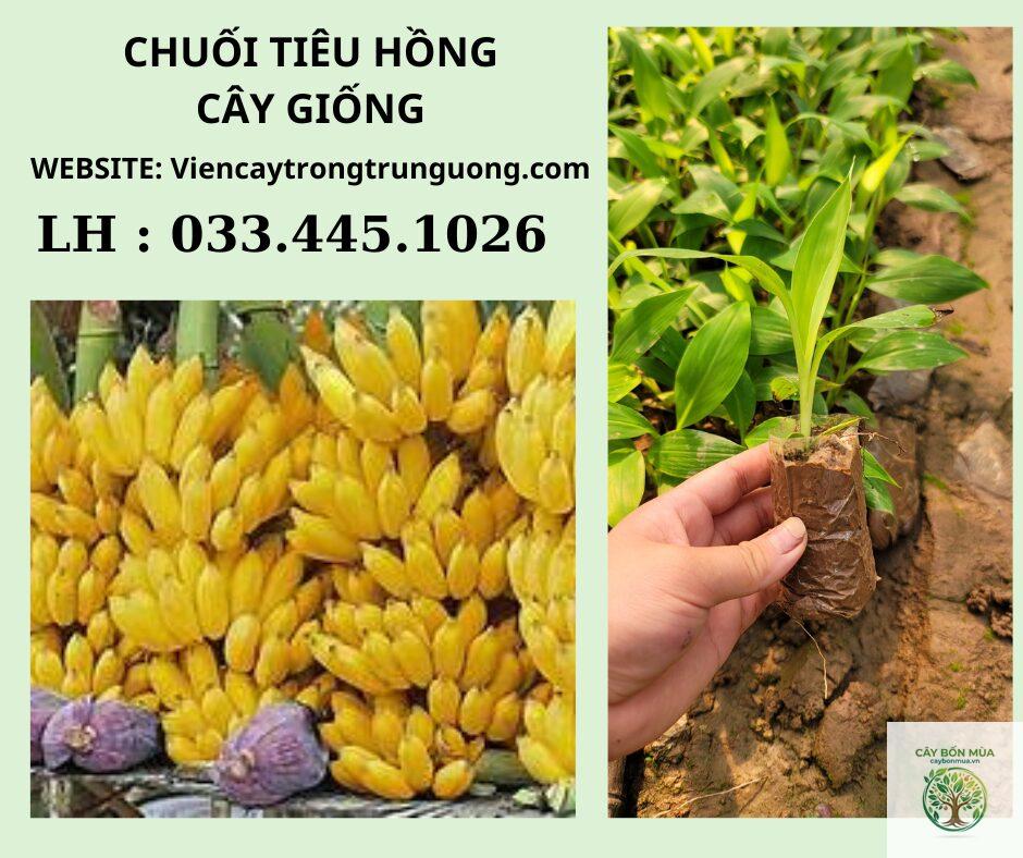 cây chuối tiêu hồng - Image 5