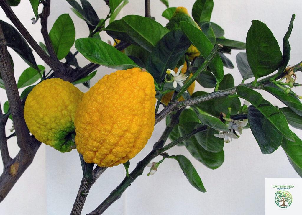 cây citron
