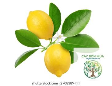 cây citron - Image 2