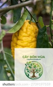 cây citron - Image 3