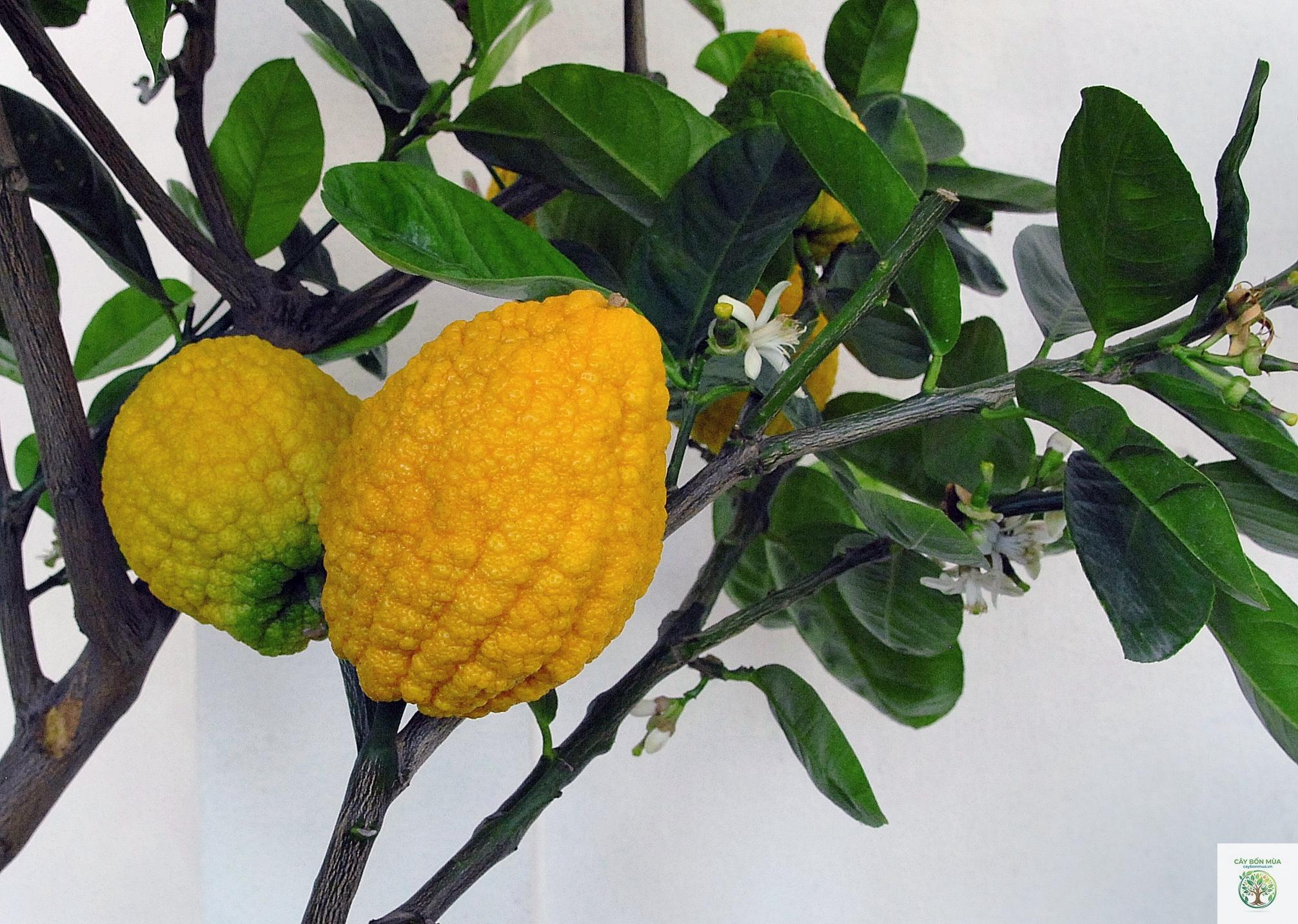 cây citron - Image 1