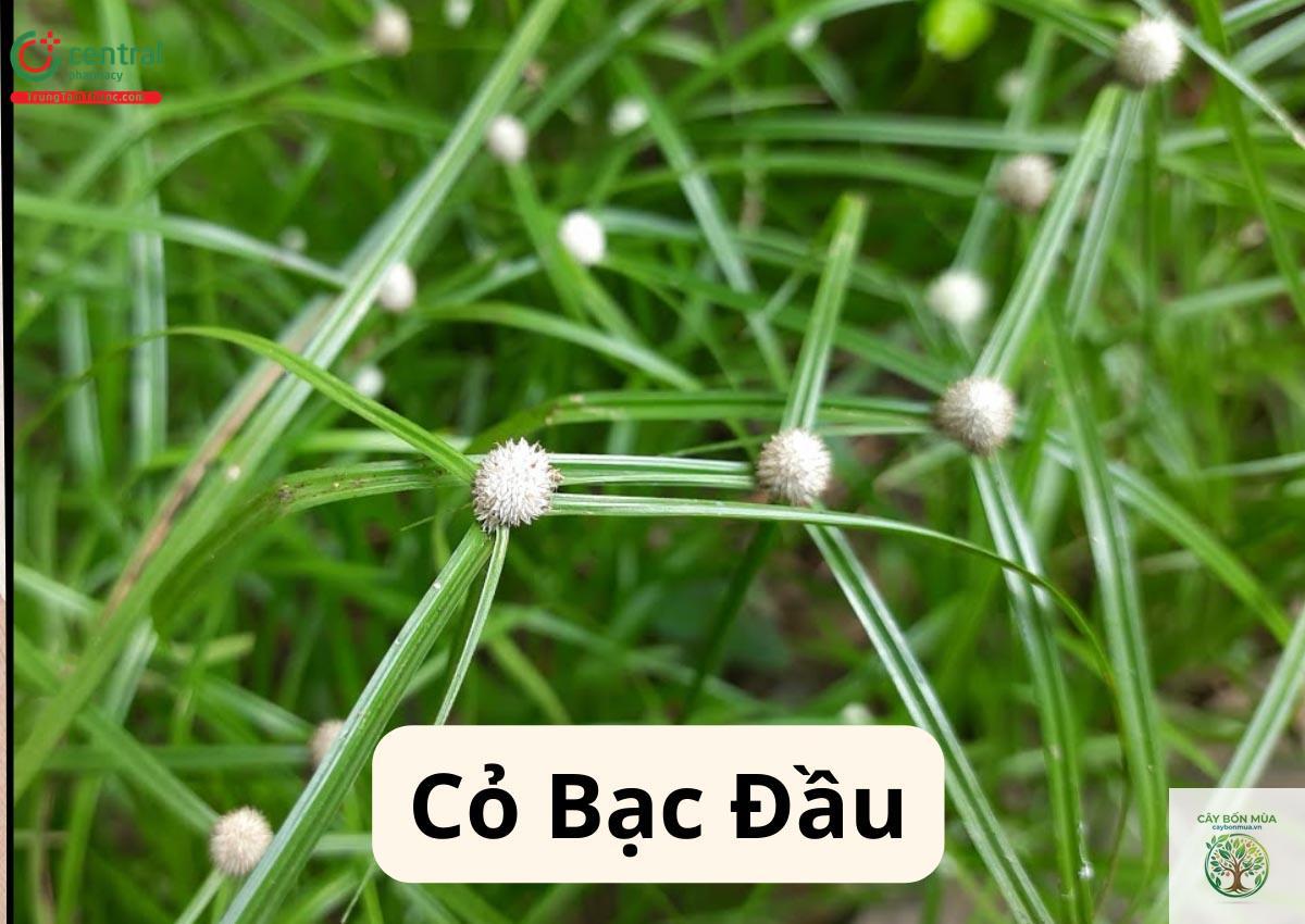 cây cỏ bạc đầu - Image 4