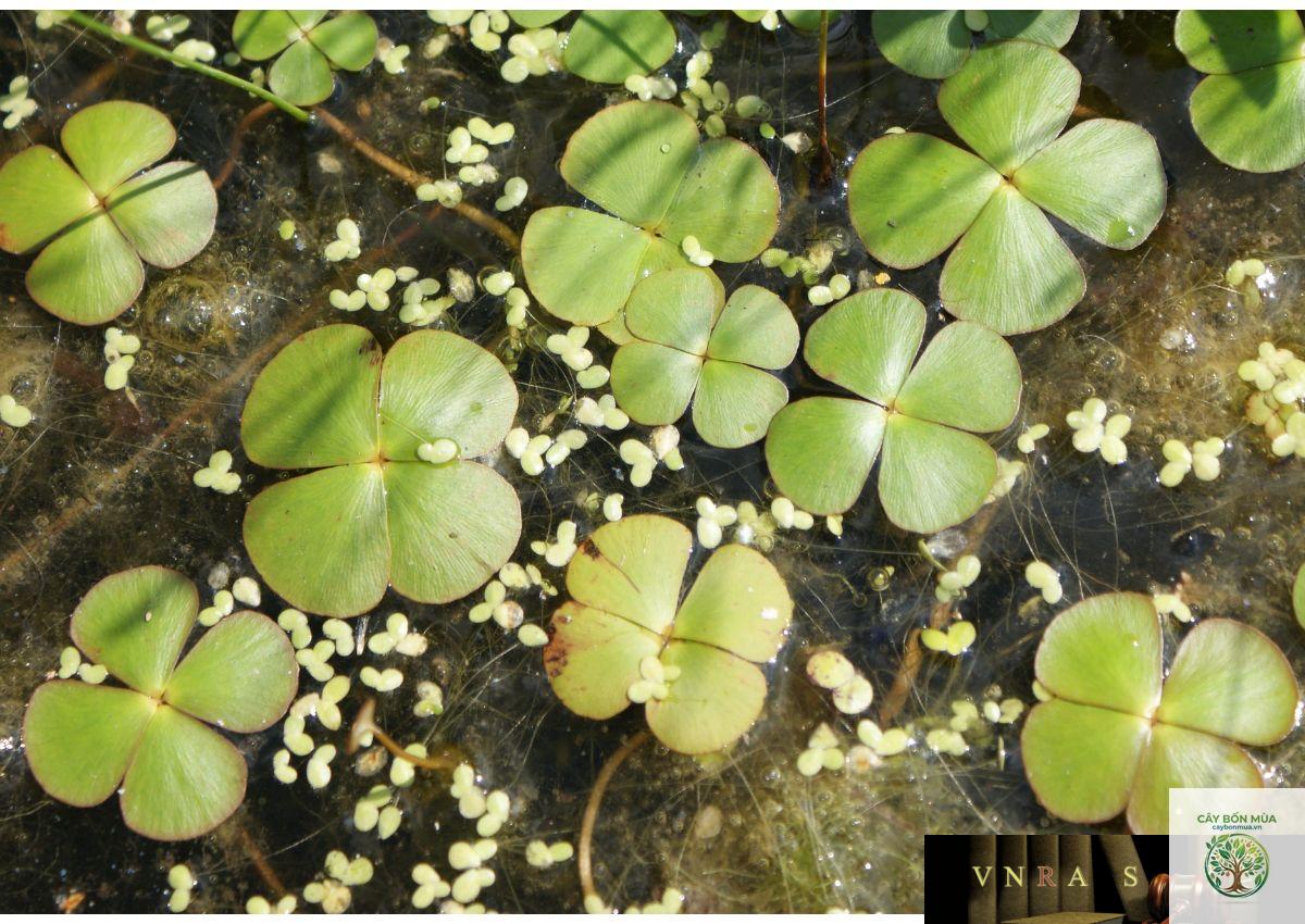 cây cỏ bợ - Image 3
