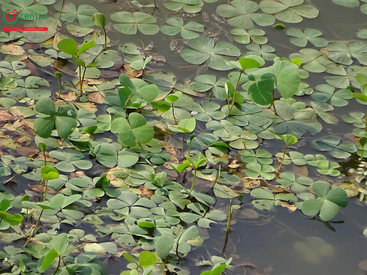 cây cỏ bợ - Image 4