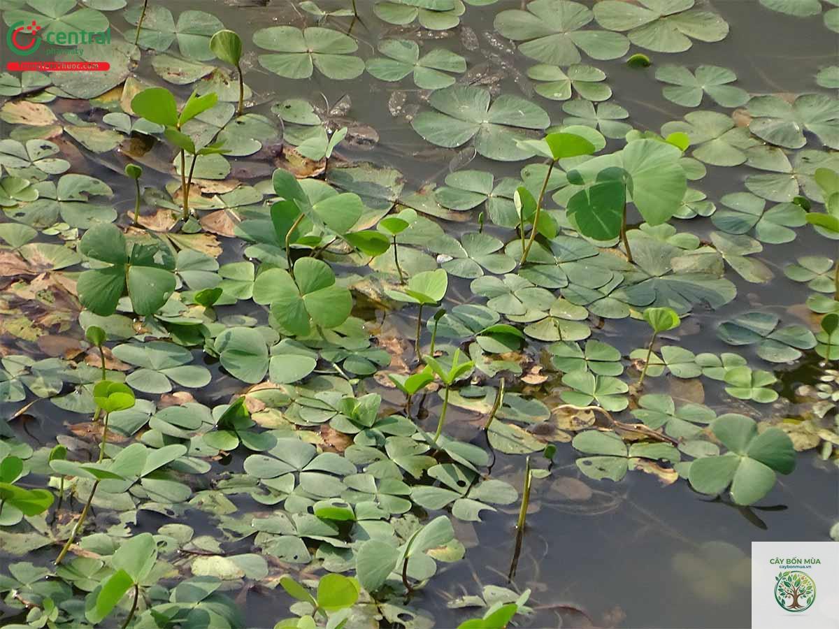 cây cỏ bợ - Image 4