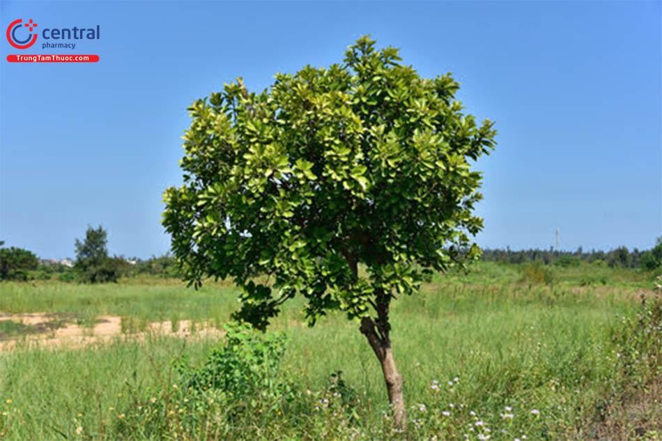 cây cỏ bôi - Image 4