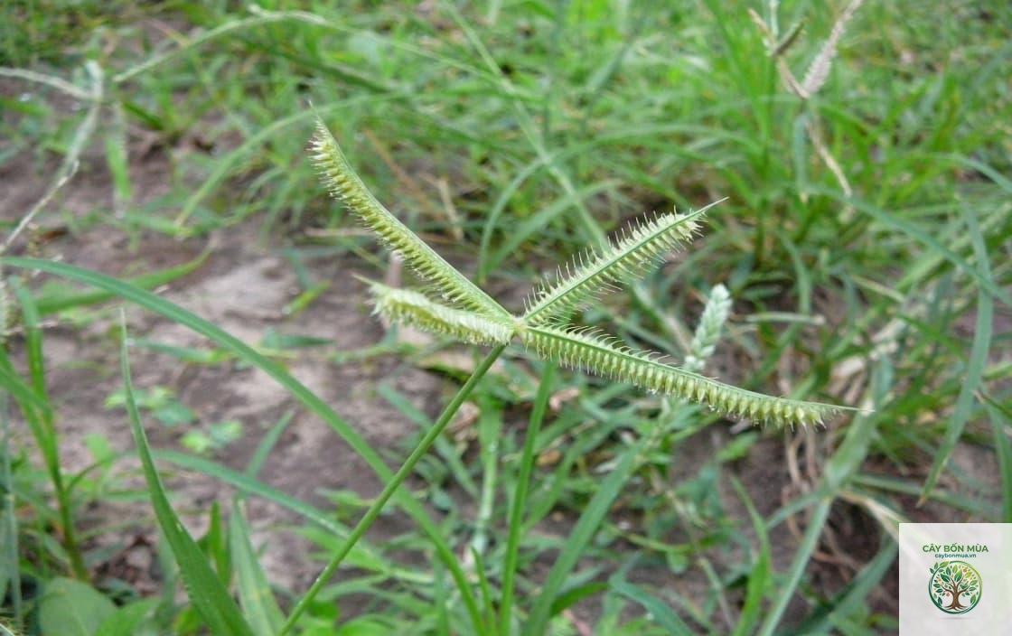 cây cỏ chân vịt - Image 2