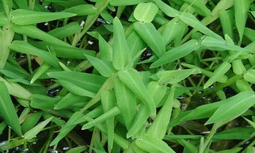 cây cỏ chân vịt - Image 3