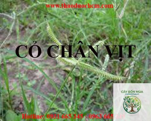 cây cỏ chân vịt rừng - Image 4