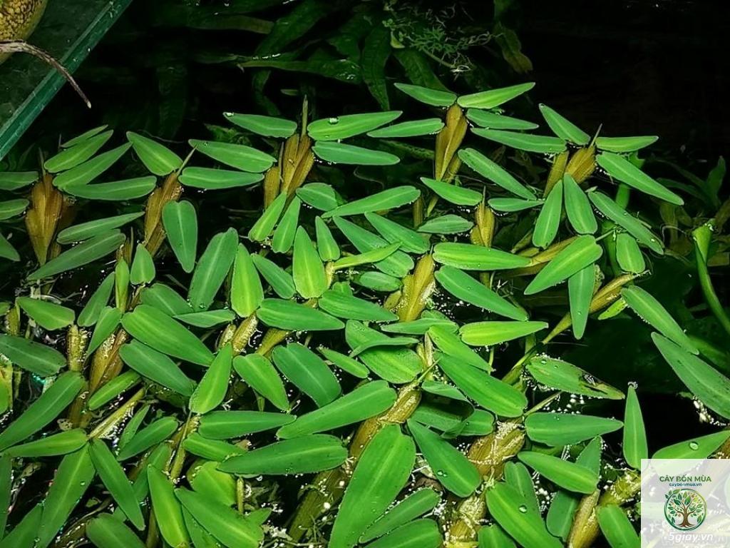 cây cỏ chân vịt rừng - Image 5