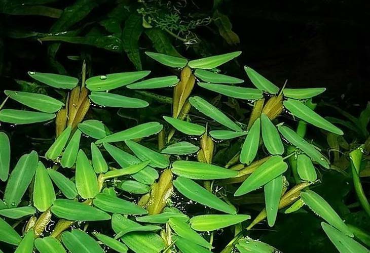 cây cỏ chân vịt