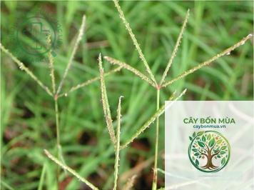 cây cỏ chỉ - Image 2