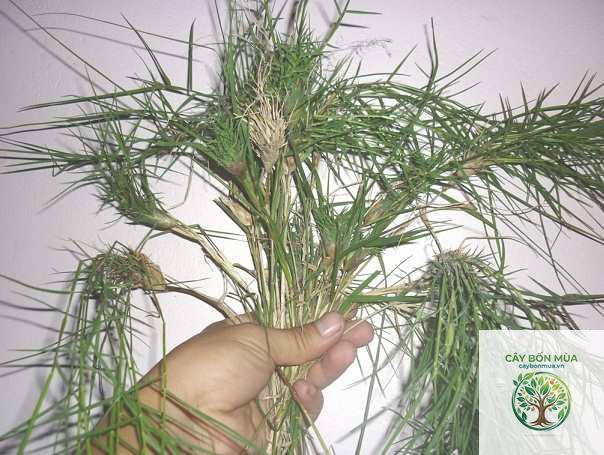 cây cỏ chỉ - Image 3