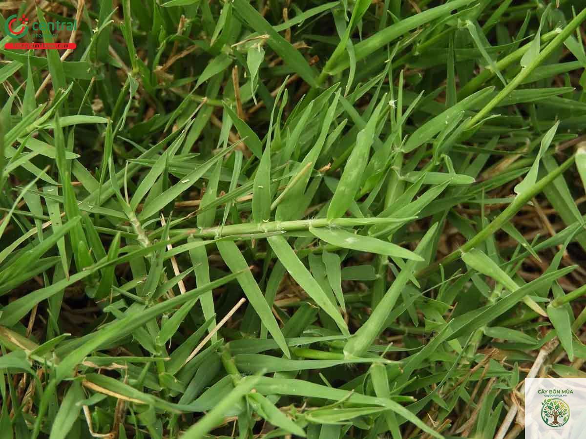 cây cỏ chỉ - Image 4