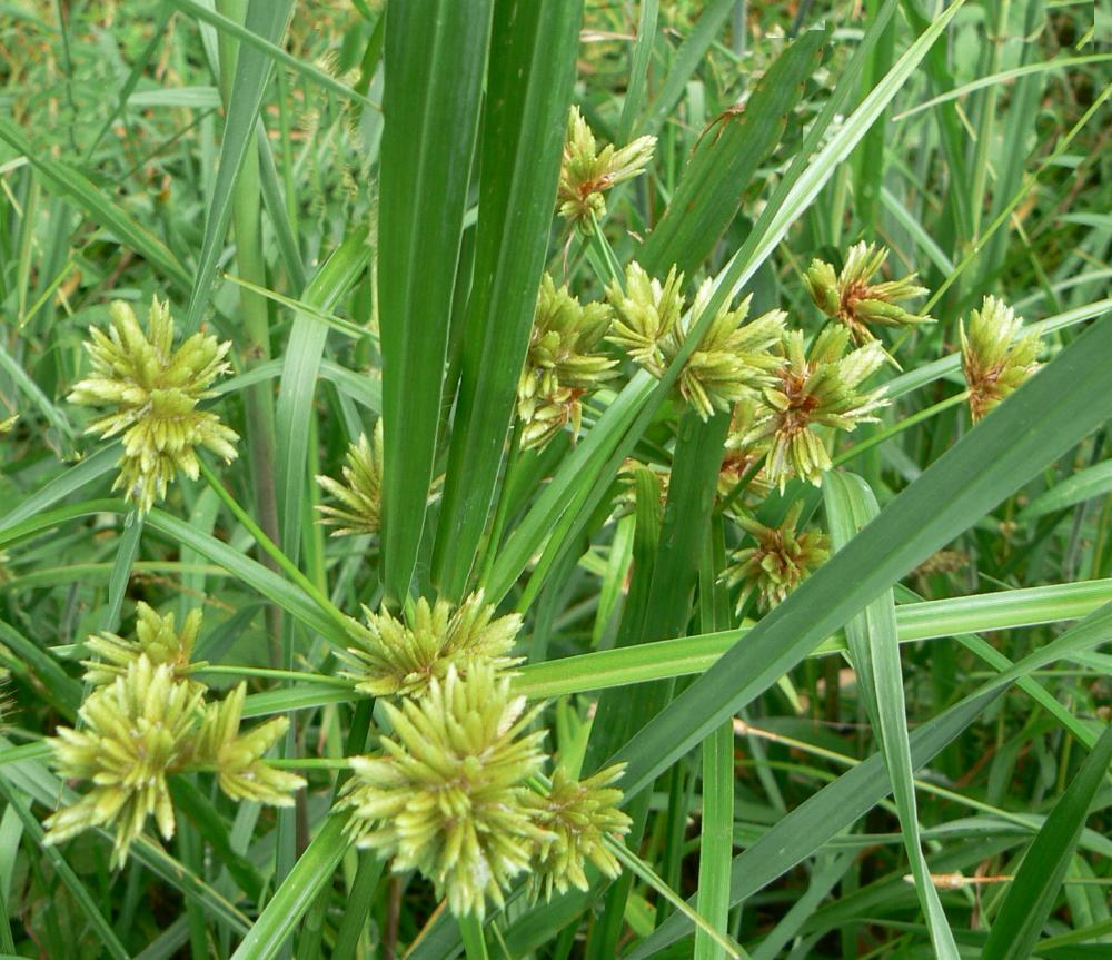 cây cỏ cú - Image 2