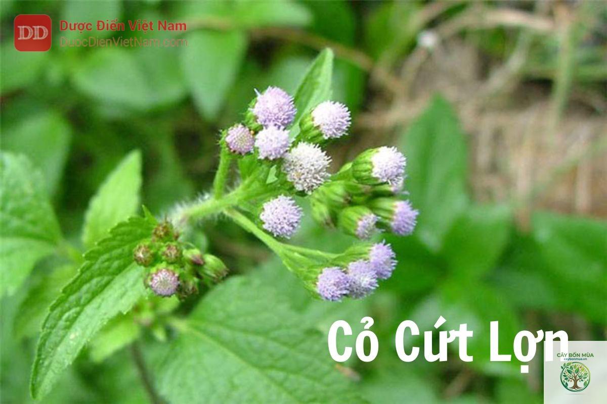 cây cỏ cứt lợn - Image 2