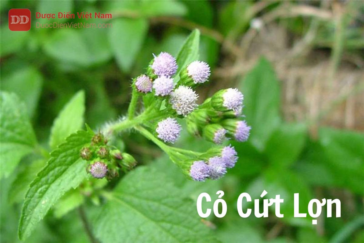 cây cỏ cứt lợn - Image 2