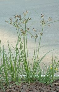 cây cỏ gấu