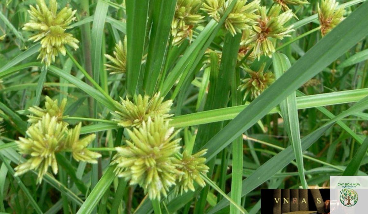 cây cỏ gấu - Image 2