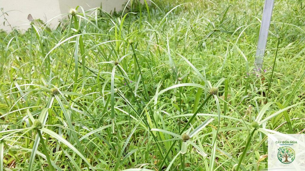 cây cỏ gấu rừng