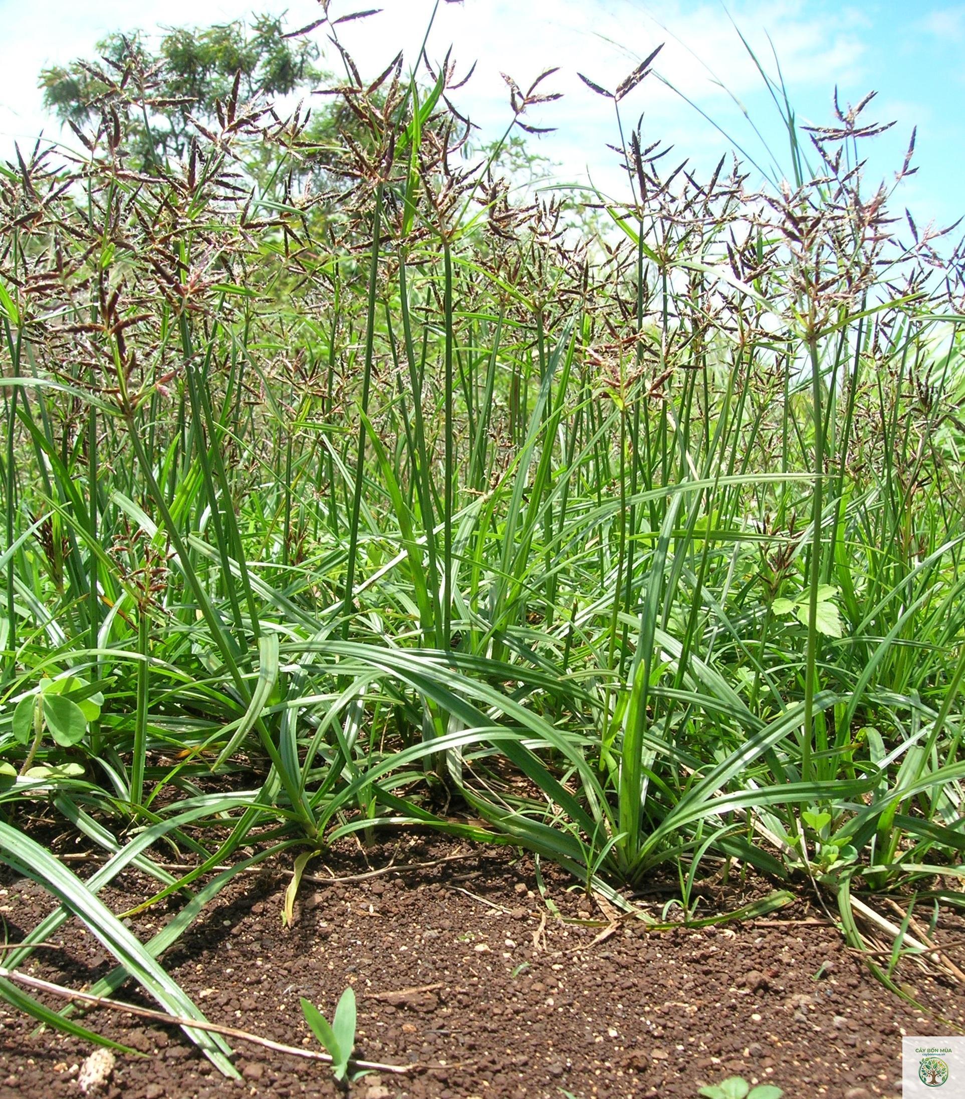 cây cỏ gấu rừng - Image 3