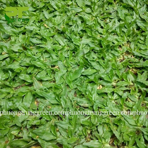 cây cỏ gừng - Image 5