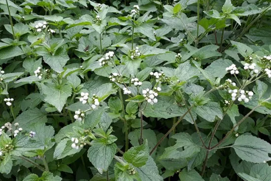 cây cỏ hôi - Image 2