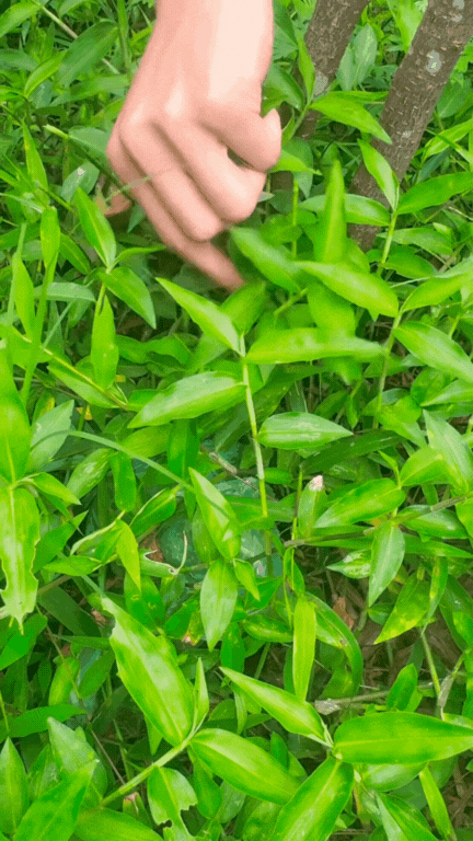 cây cỏ lài - Image 2