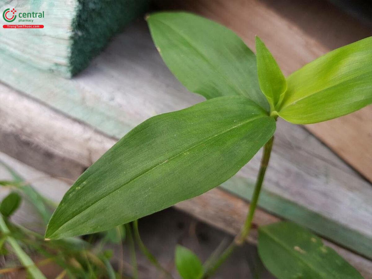 cây cỏ lài - Image 3