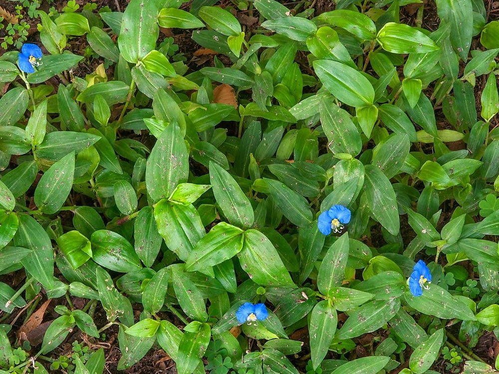 cây cỏ lài