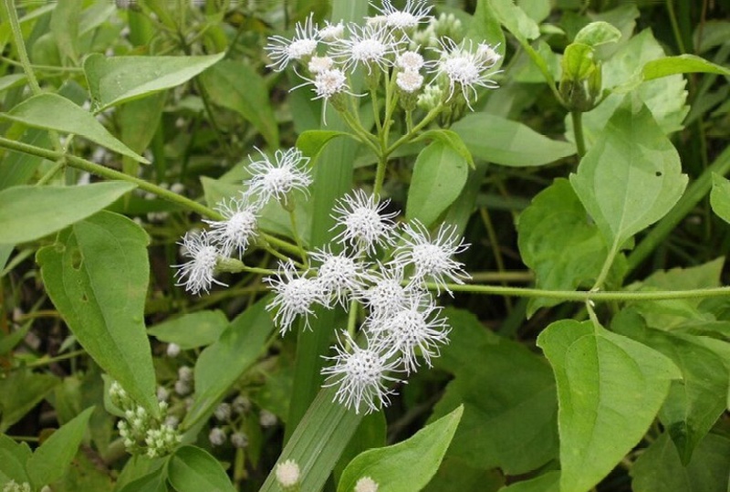 cây cỏ lào - Image 2