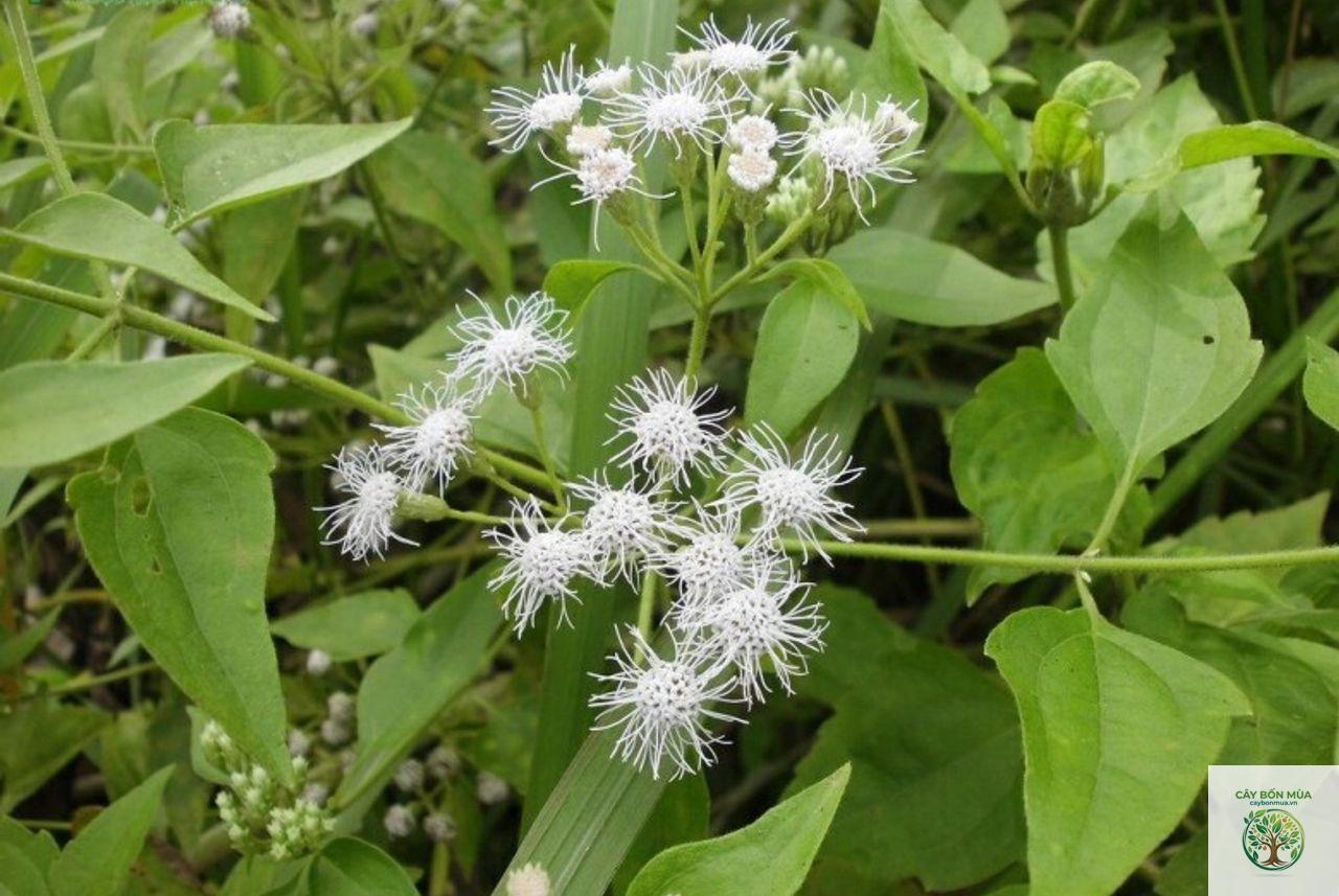 cây cỏ lào - Image 4
