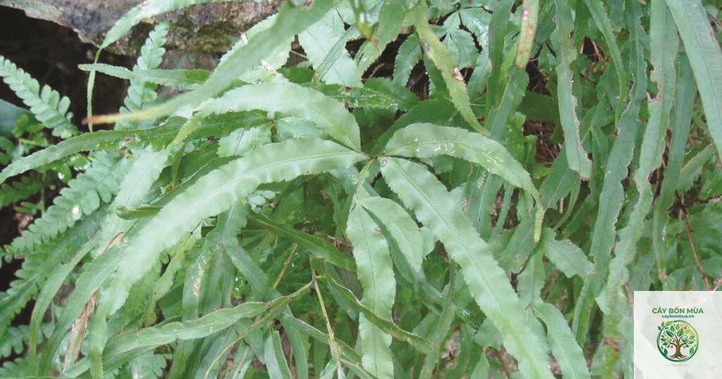 cây cỏ luồng