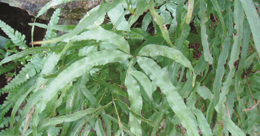 cây cỏ luồng