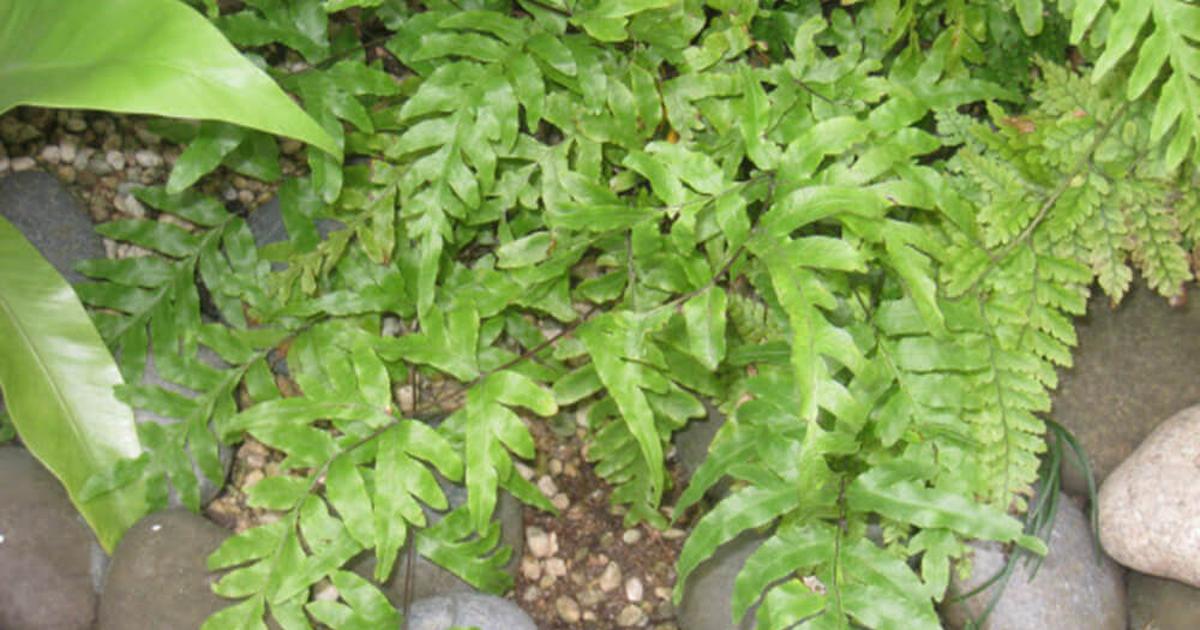 cây cỏ luồng - Image 2