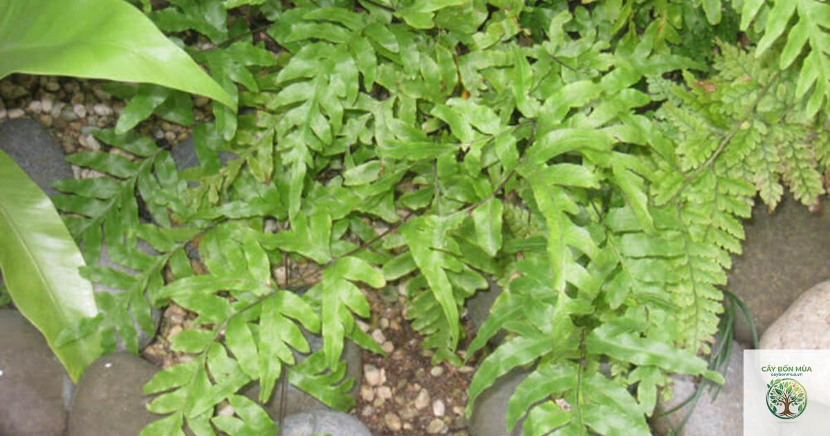 cây cỏ luồng - Image 3