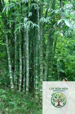 cây cỏ luồng - Image 4