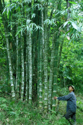 cây cỏ luồng - Image 4
