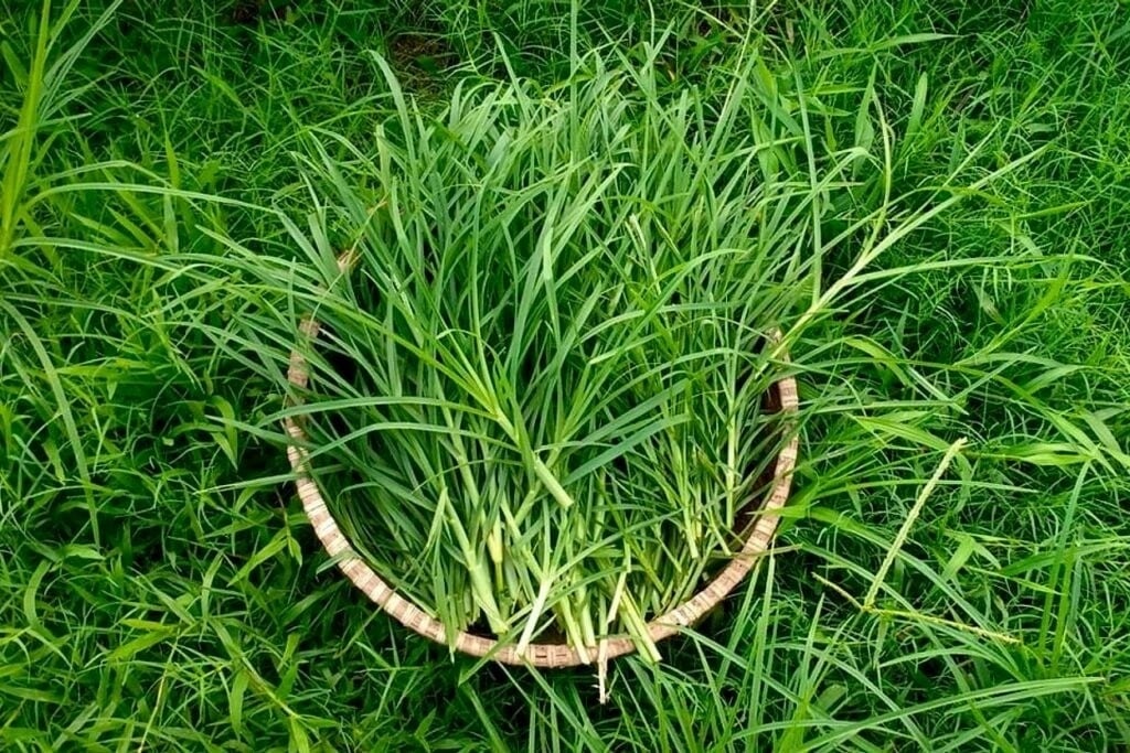 cây cỏ mần trầu