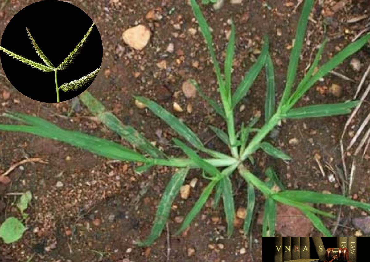 cây cỏ mần trầu - Image 3