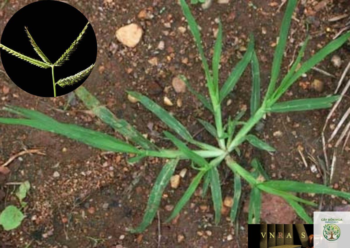 cây cỏ mần trầu - Image 3