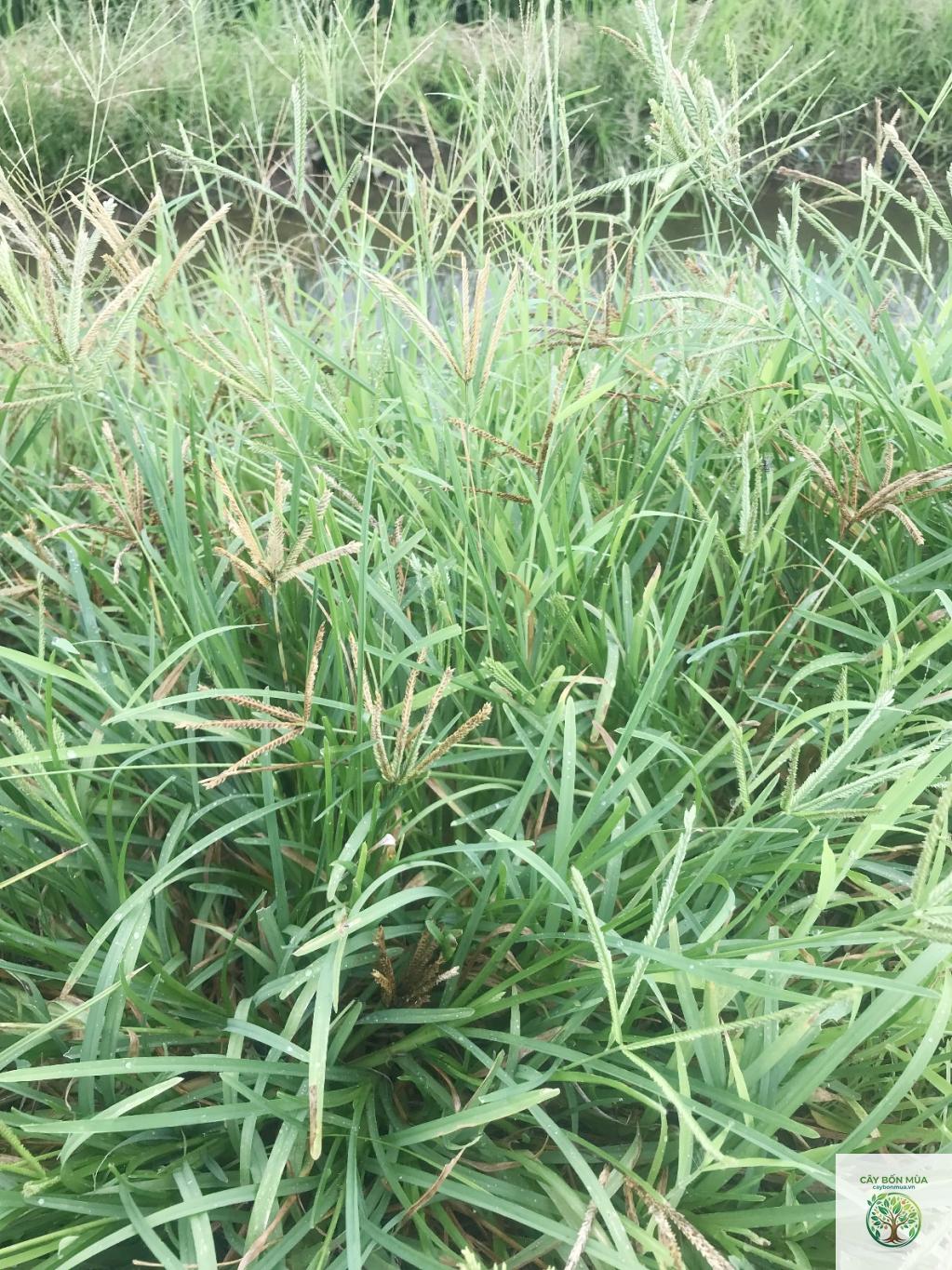 cây cỏ mần trầu - Image 5
