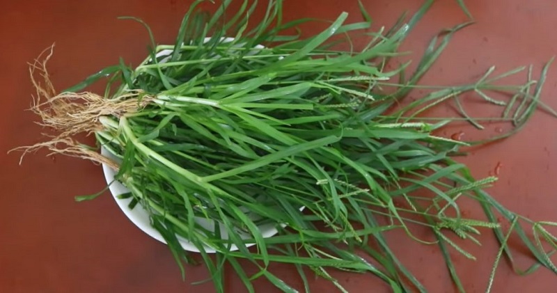 cây cỏ mần trầu - Image 5