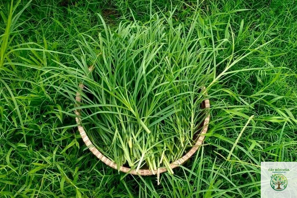 cây cỏ mần trầu
