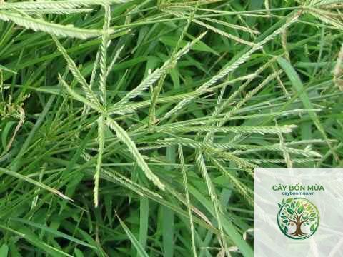 cây cỏ mần trầu tím - Image 2