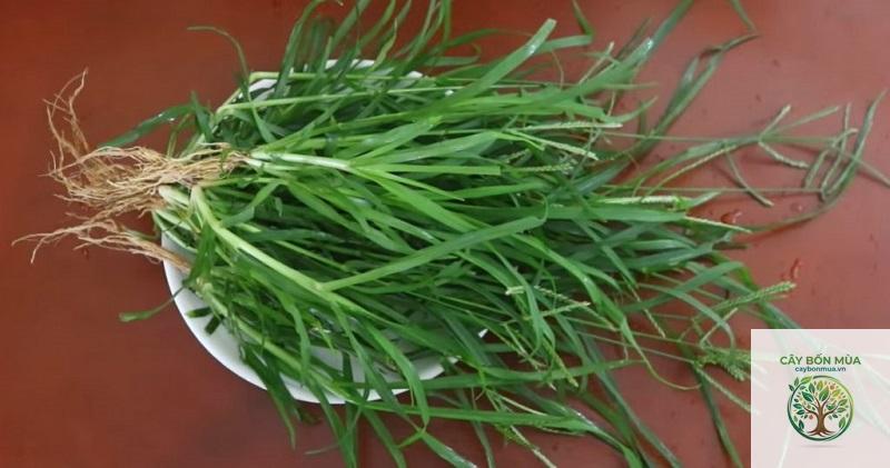 cây cỏ mần trầu trắng - Image 5