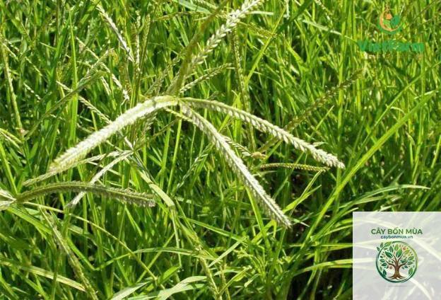 cây cỏ mần trầu trắng