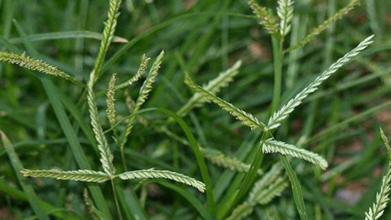cây cỏ mần trầu